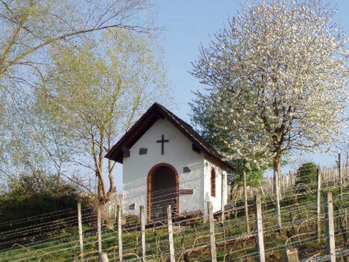 Geführte Weinwanderung mit zwei Stops in den Weinbergen (Nussbrunnen und Willbornkapelle) - exklusive Tour für Ihre Gäste (max. 10 Personen)