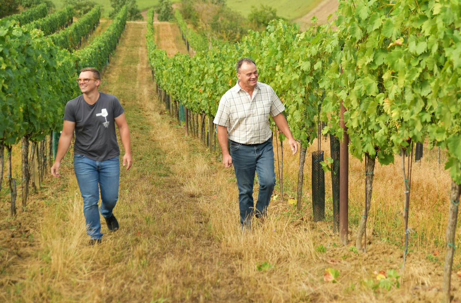 Weg zum Pfalz-Wein | Tour durch Weingärten mit Verkostung