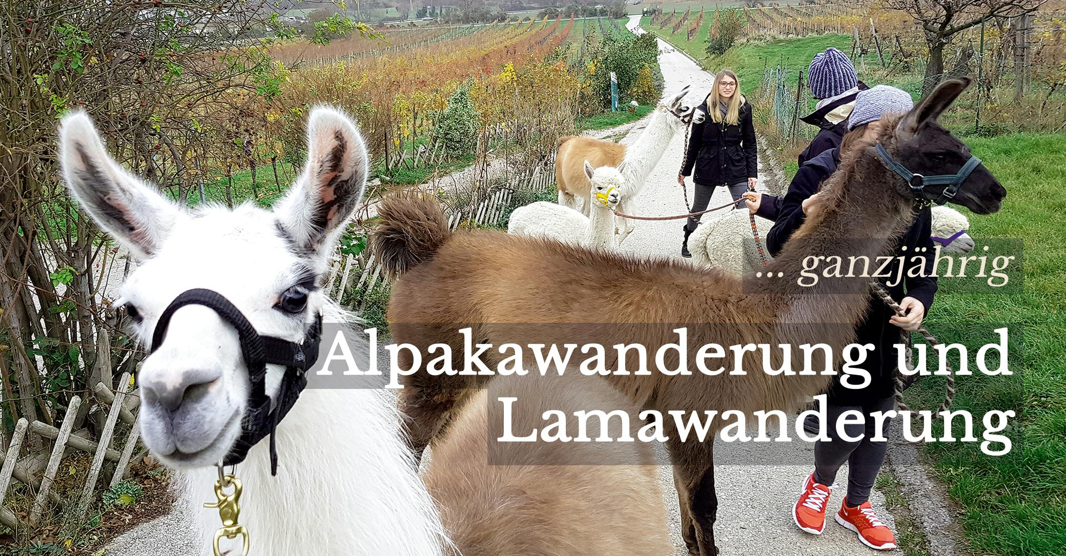 Alpaka und Lamawanderung Mödling bei Wien | 2 Std | 8 Alpakas 5 Lamas
