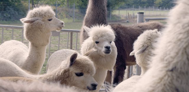 Alpaka und Lamawanderung Mödling bei Wien - Exklusive Gruppe 6 Tiere 6 Personen | 2 Std | 8 Alpakas 5 Lamas