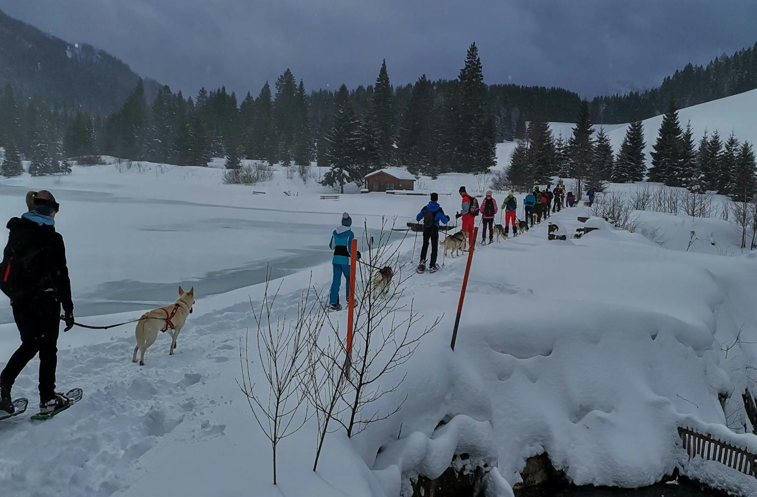 Husky-Schneeschuhtrekking | 2 Std. in der Winterlandschaft