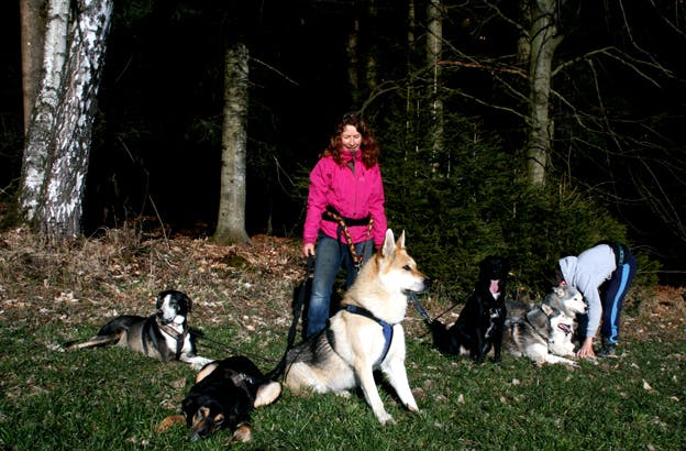 Husky Abenteuer | Familientag mit Huskys | Wandern und mehr
