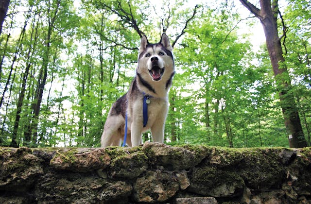 Husky Wanderung | Trekkingtour durch das Wertachtal
