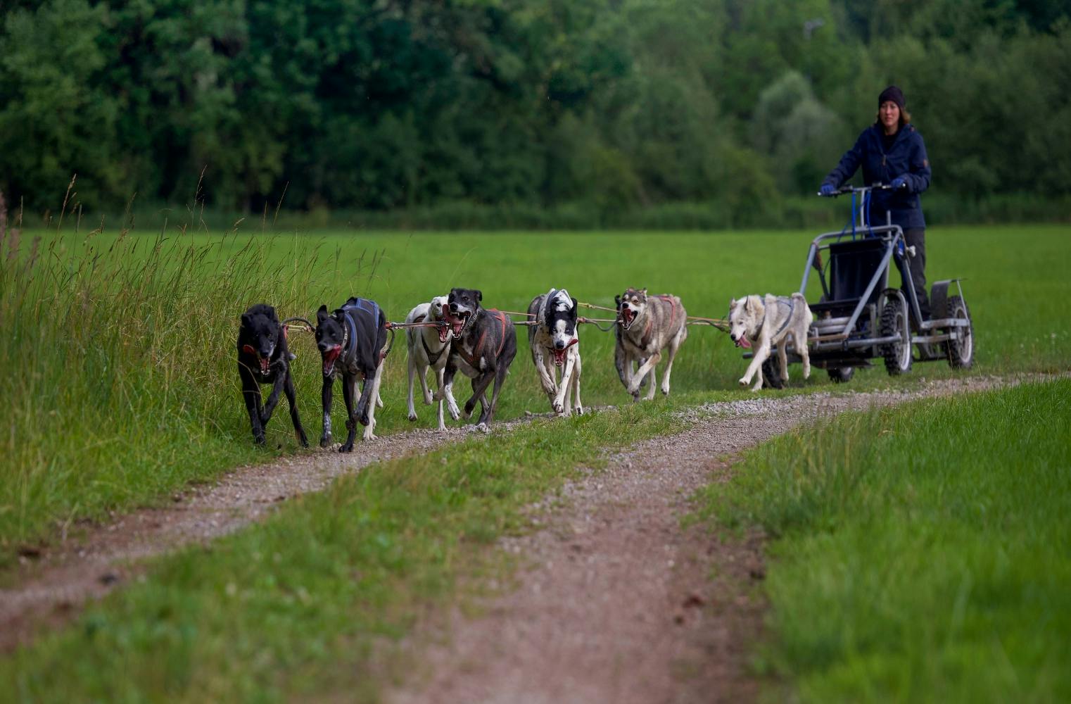 Schlittenhunde Trainingswagenfahrt | für 2 Personen 