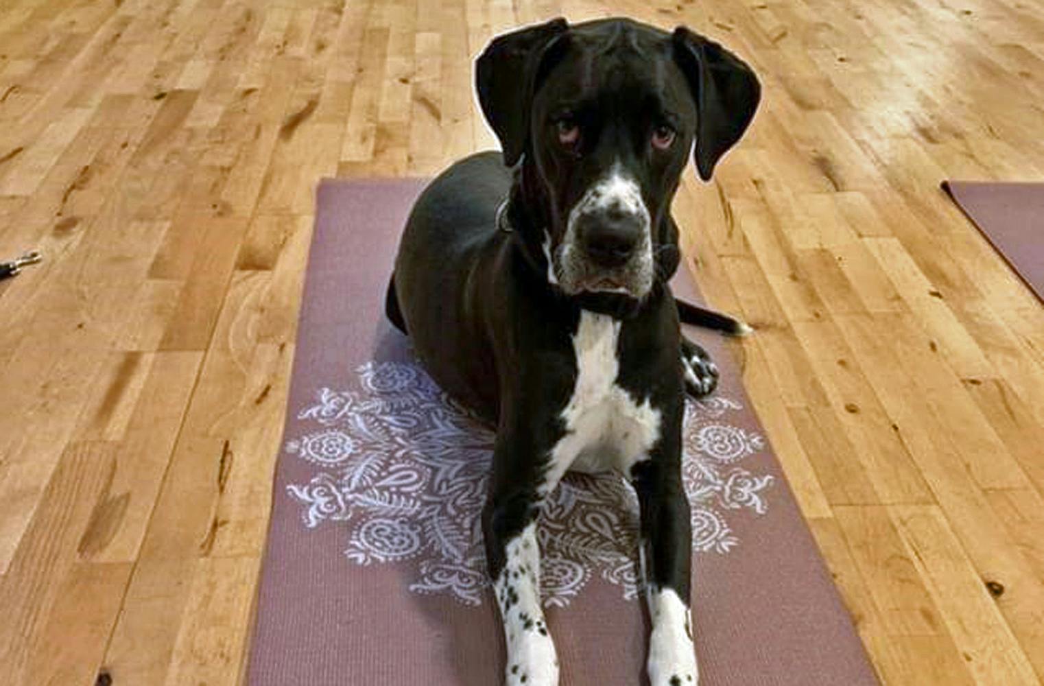 Dog Yoga | 1 Std. online Yoga für dich und deinen Hund
