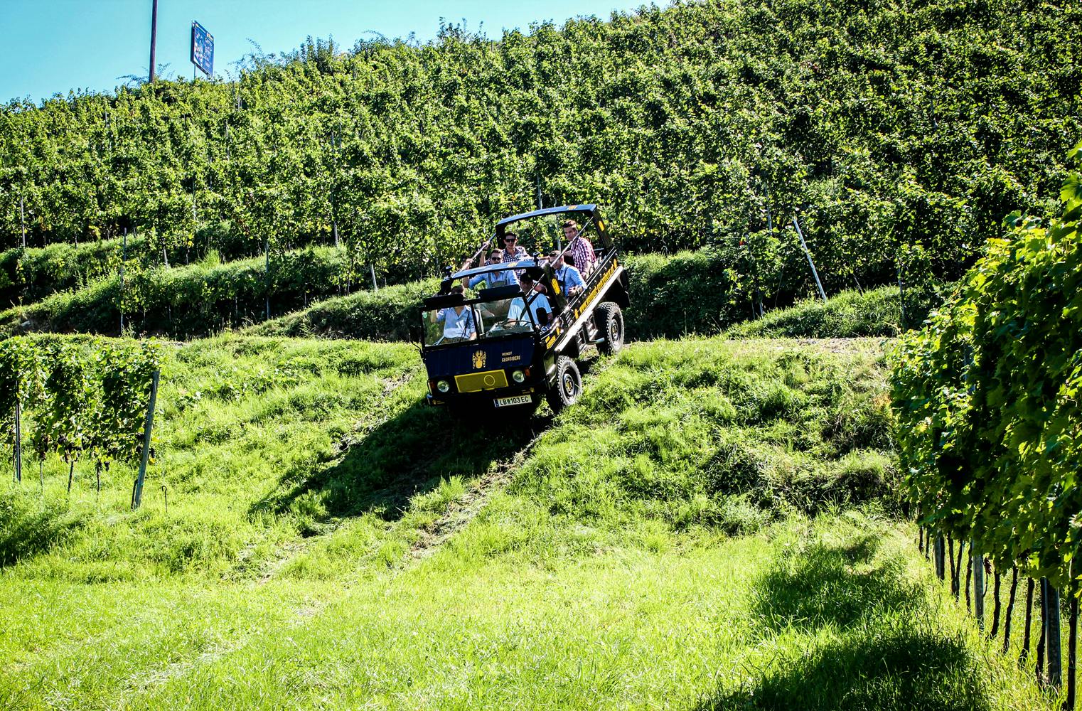 Tour durch Weinberg im Pinzgauer | 4 Pers. mit Weinprobe