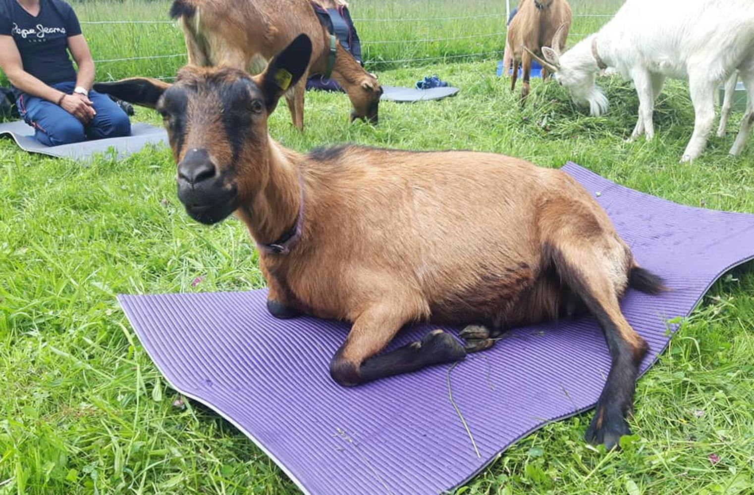 Yoga mit Ziegen | 90 Min. Entspannung mit Tieren