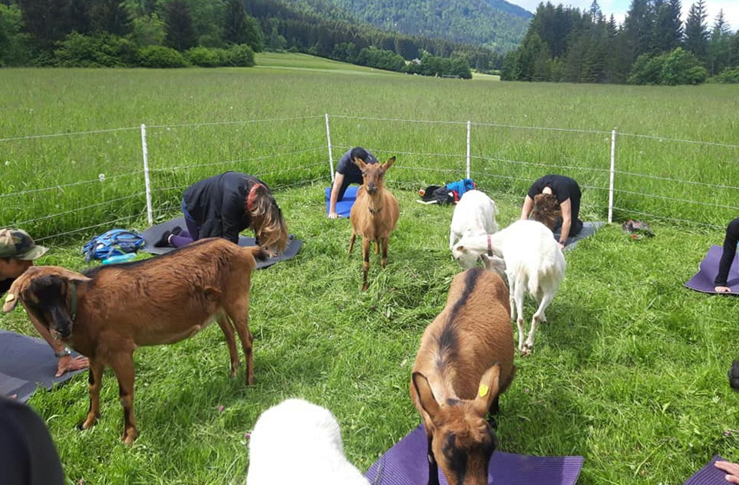 Yoga mit Ziegen | 90 Min. Entspannung mit Tieren